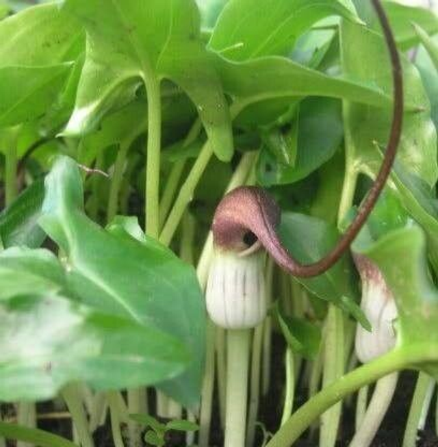 Arisarum proboscideum - Mouse Plant P9