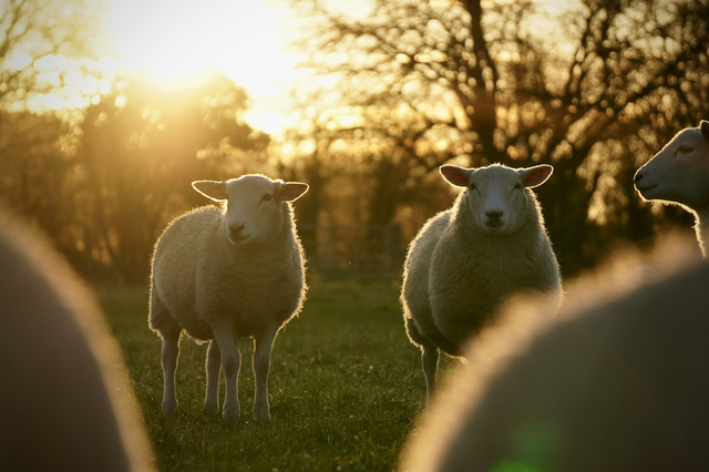 Golden Hour Sheep