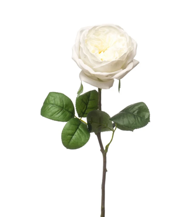 Rose austin spray White Real Touch