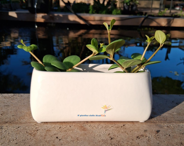 C39 . Peperomia 'Hope' CB3012/18