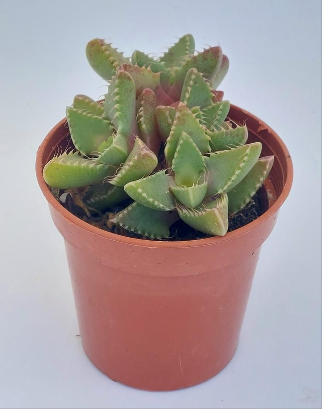 Faucaria tigrina 