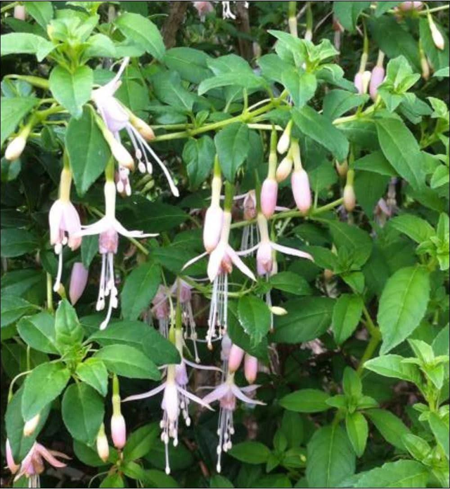 Fuchsia Magellanica 'Alba' - 1ltr pot