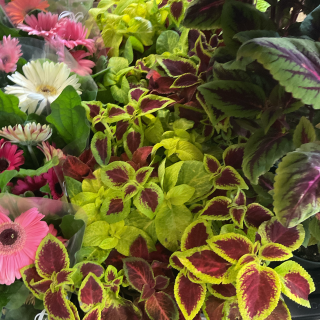 Coleus petit 