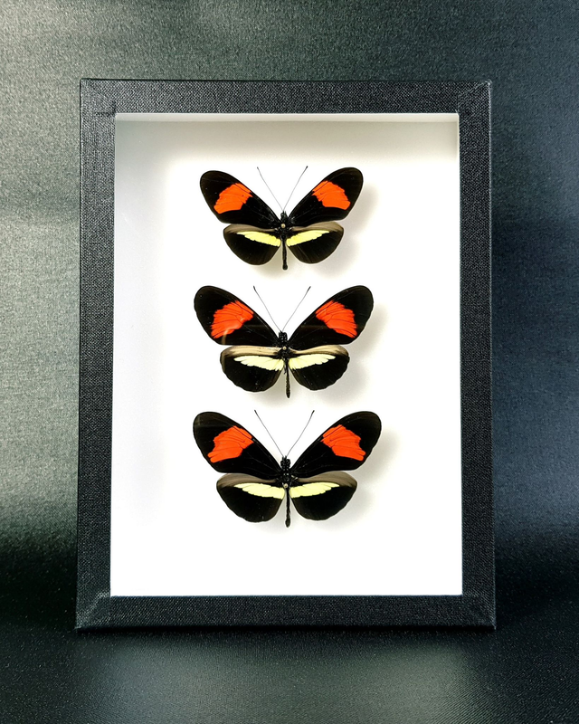 Heliconius melpomene (trio)