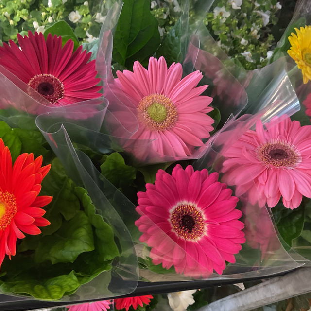 Gerberas 