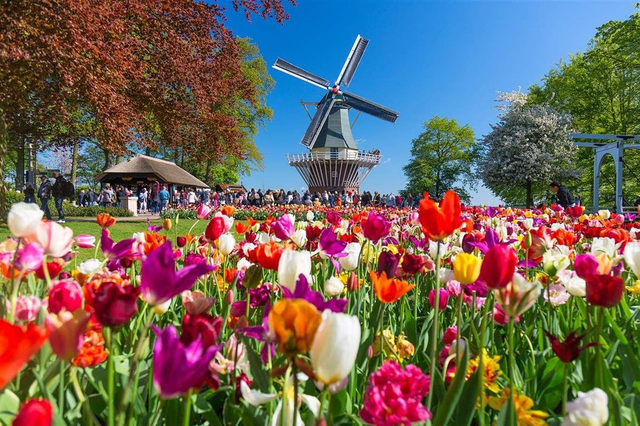 Výlet do tulipánového ráje Keukenhof dne 2.5.2026