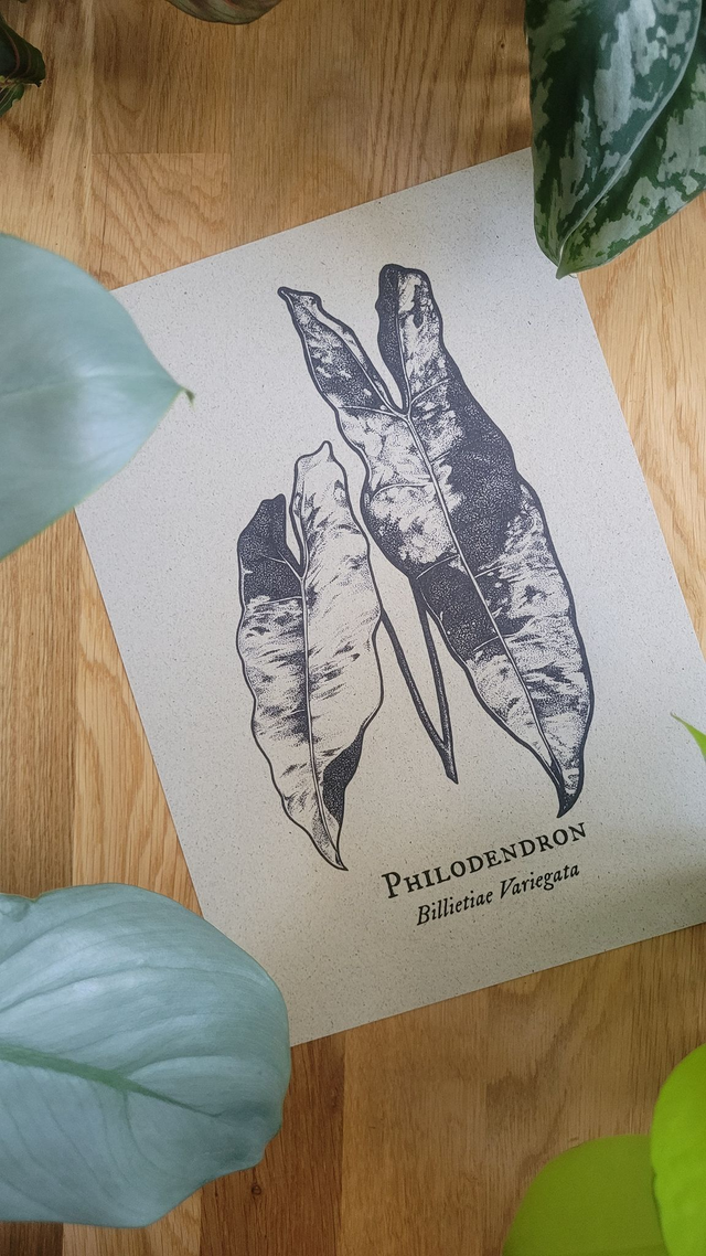 Billietiae Variegata