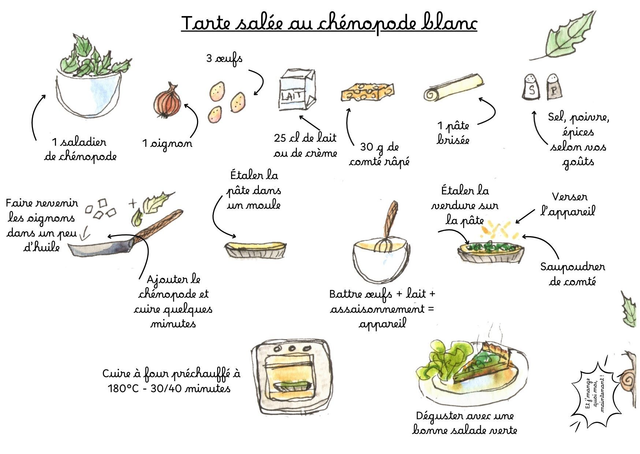 Carte postale "Tarte salée au chénopode blanc"