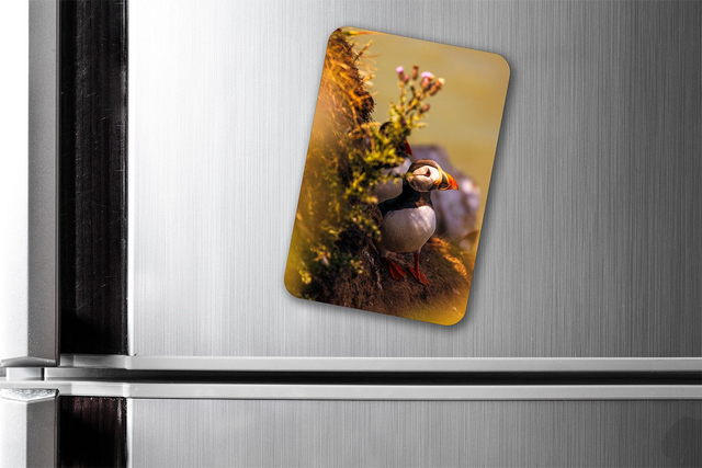 Lurking, Bempton Cliffs