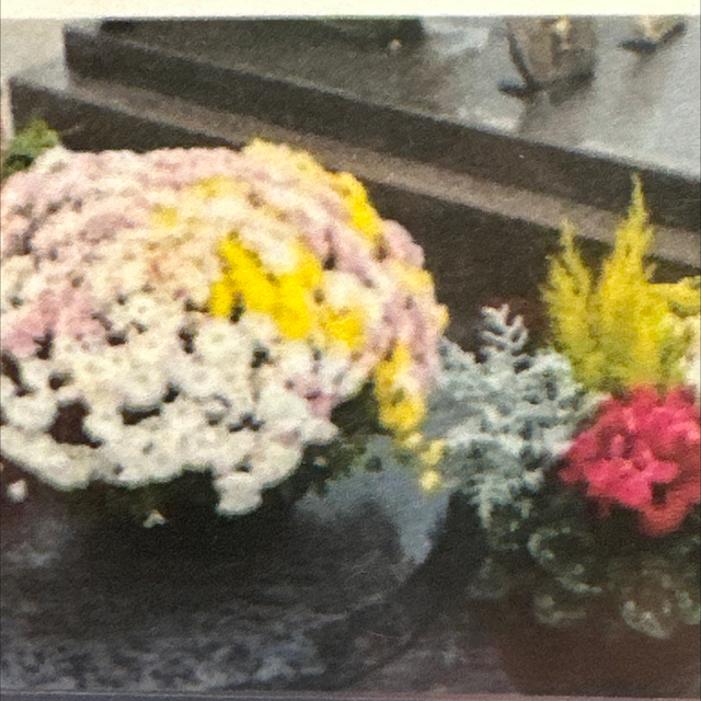 Fleurissement Toussaint