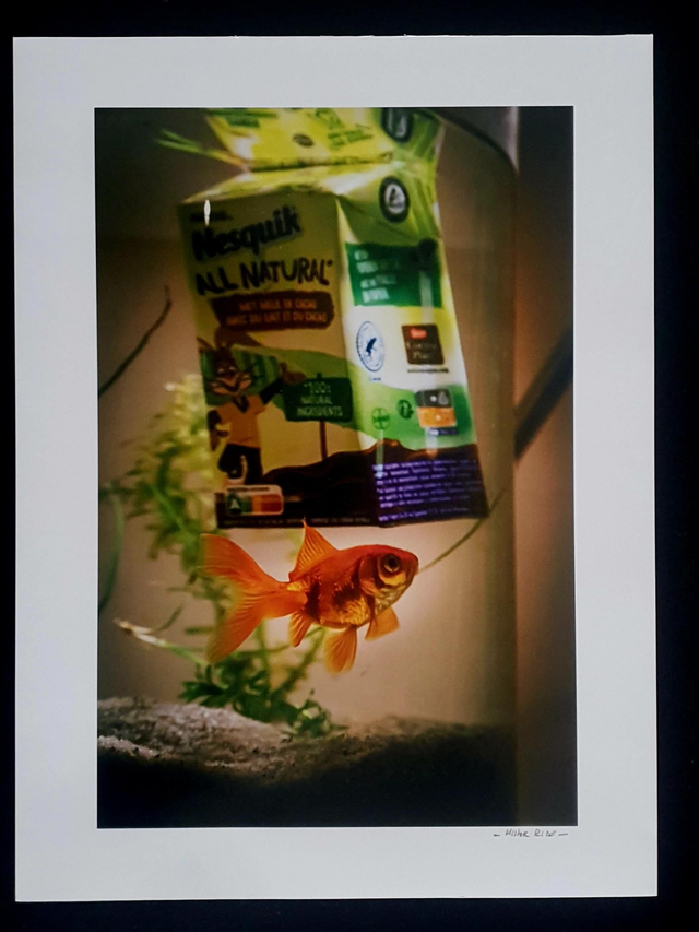 Fish - Nesquik like Ocean 