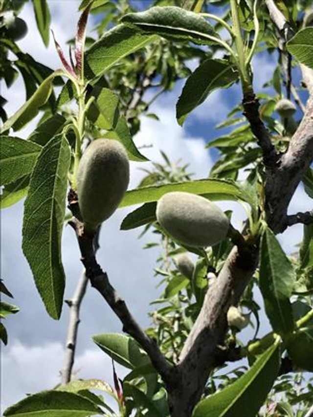 Amandier - issu du semis de variétés diverses (Prunus dulcis)