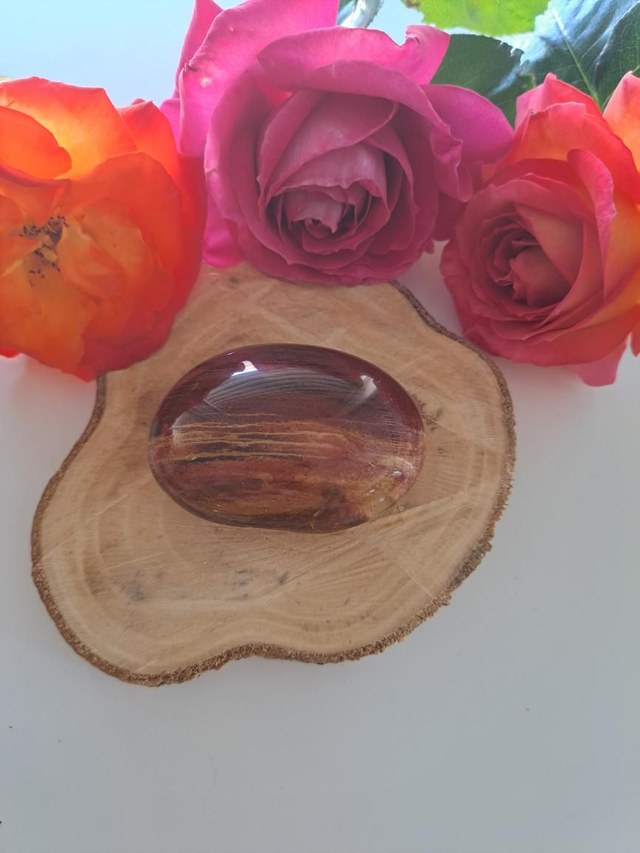 Galet bois pétrifié