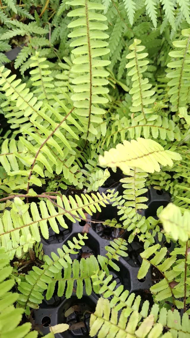 Nephrolepis obliterata- Kimberly Queen Fern plug