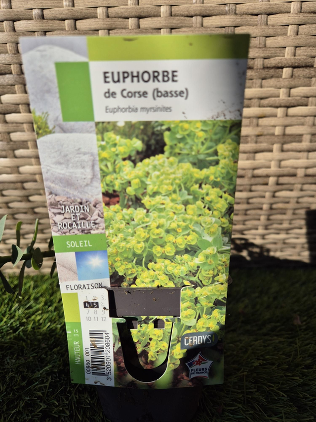 Euphorbe de Corse bas godet 8 cm