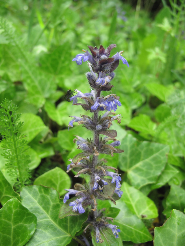 Bugle rampant (Ajuga reptans )