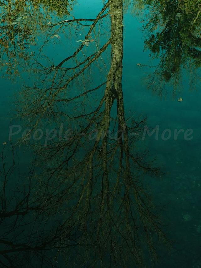 Surreale Baumlandschaft 3