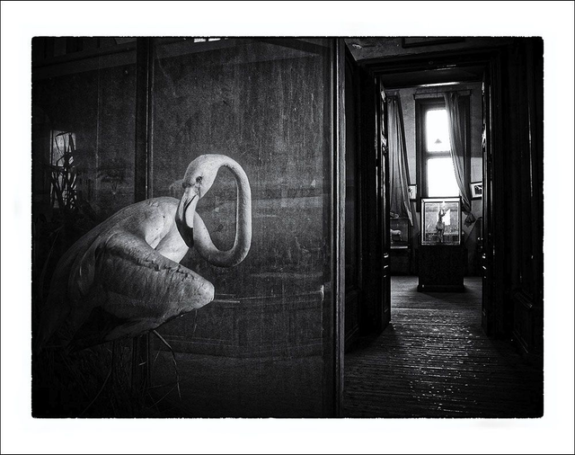 Flamant rose dans une vitrine du musée d'Agriculture du Caire
