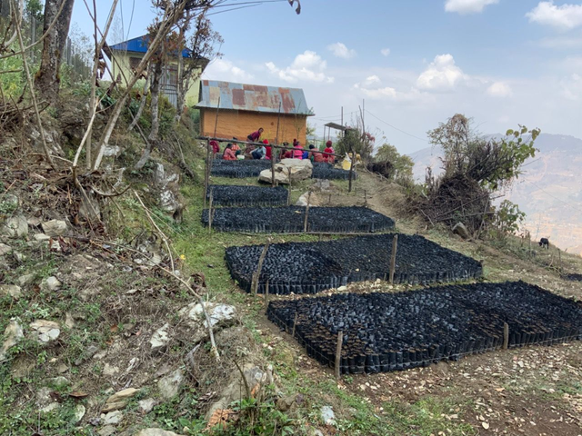 START A TREE NURSERY