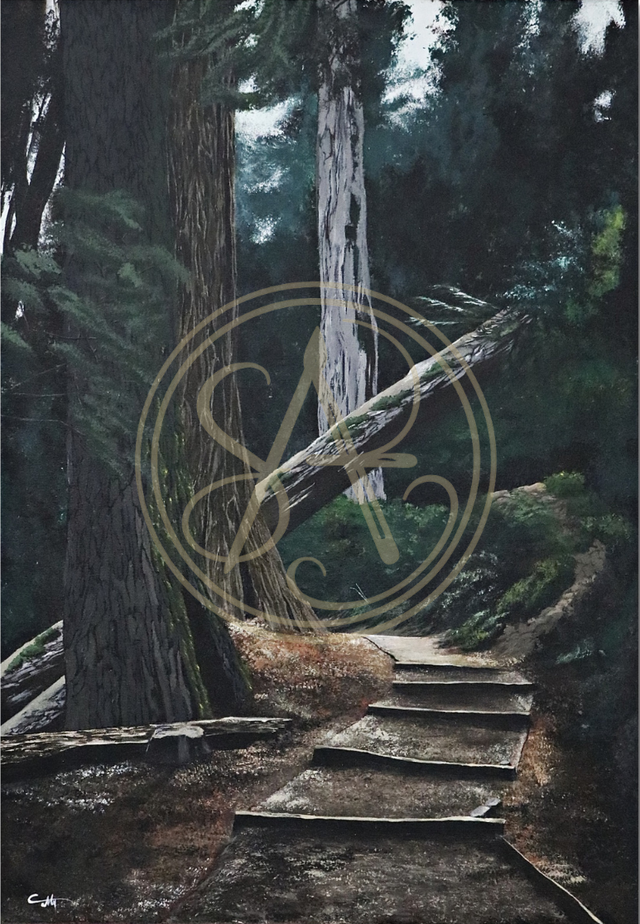 Une journée en forêt