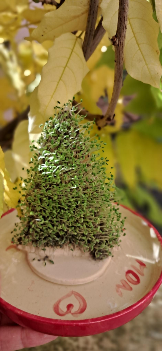 Sapin silence je pousse