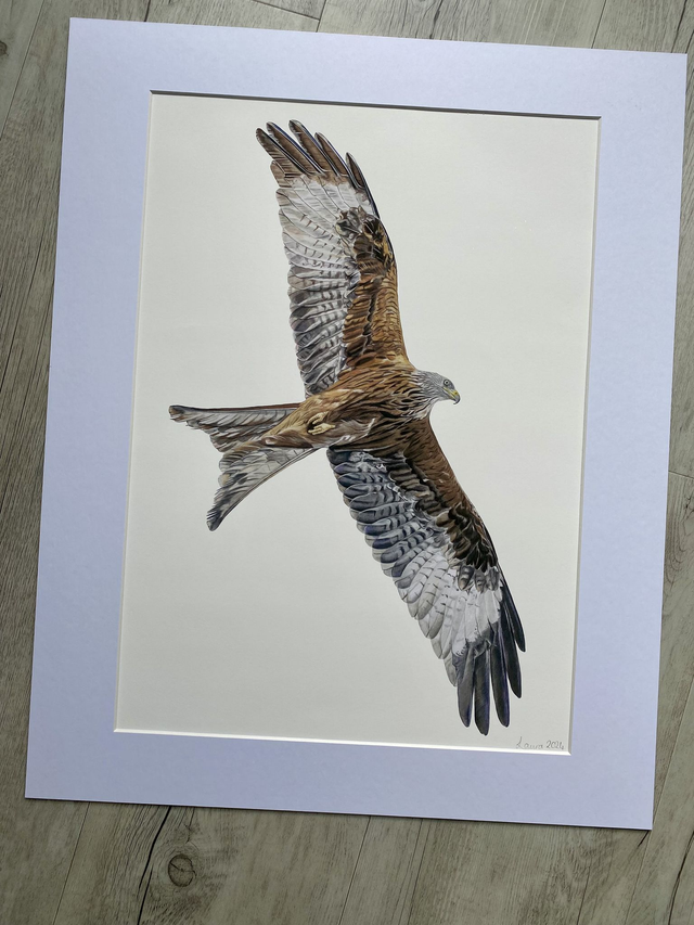 Red Kite Fine Art Print