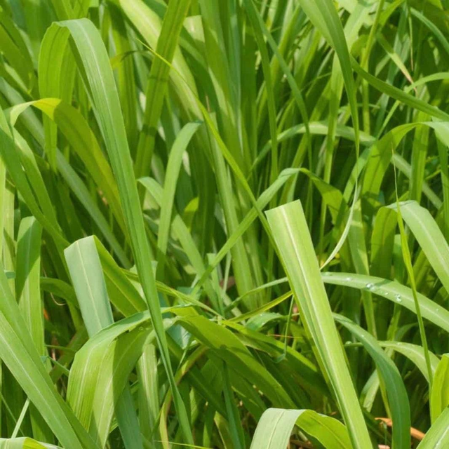 Citronella 