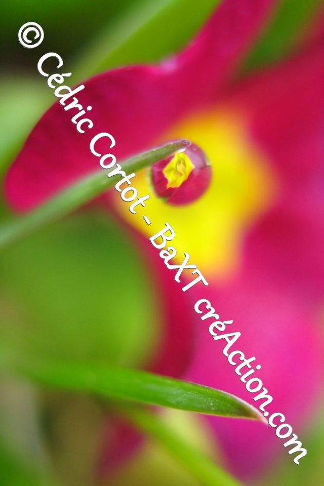 Impression sur alu dibond - Rosée et gouttes de pluie (ref 1820)