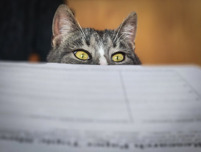 Examen CATS (5 essais – en ligne) 