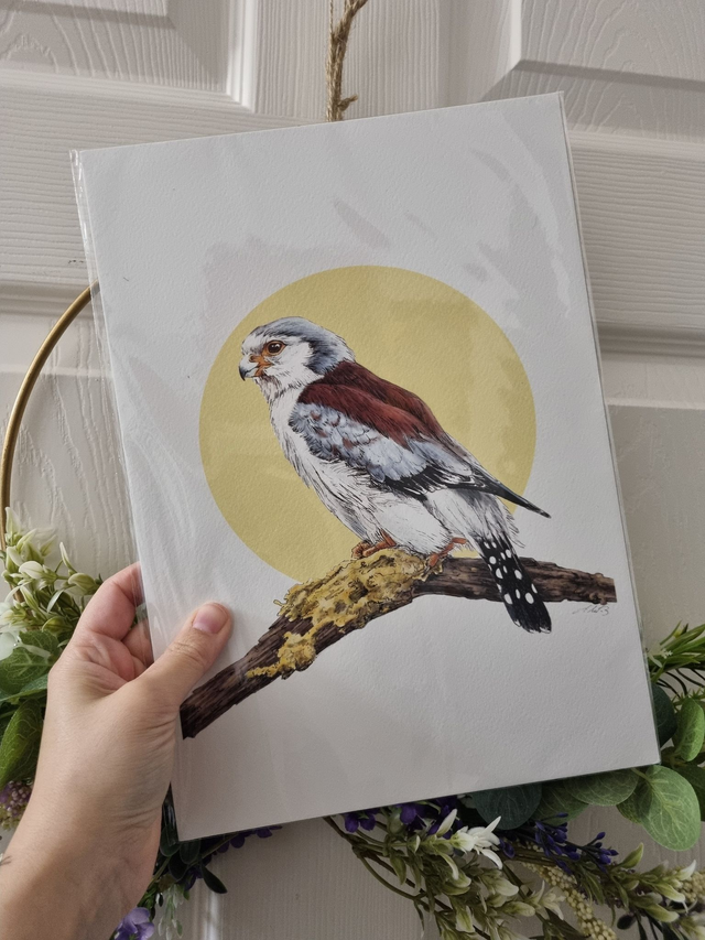 CLEARANCE - Old Paper Stock (textured) - "Pygmy Falcon" - A4 size