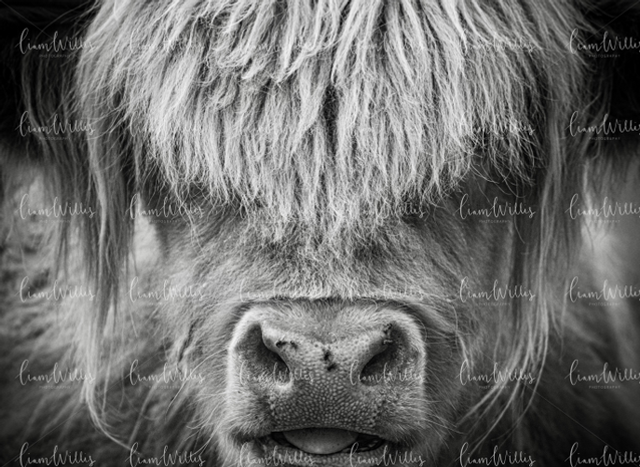 Highland Cow Black &amp; White Print