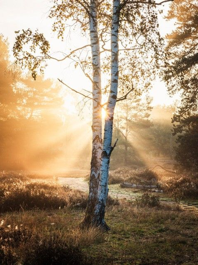 Birke im Gegenlicht