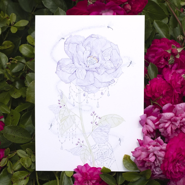 Rose Fée A5