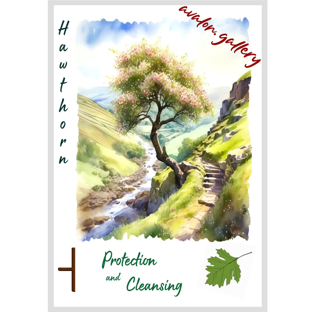 26. Hawthorn - 'Protection and Cleansing'
