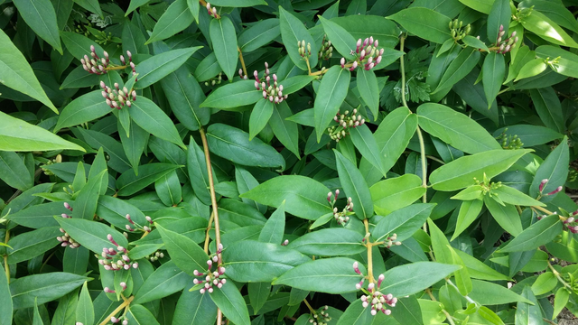 Lonicera Sempervirens – Coral honeysuckle - 1ltr pot