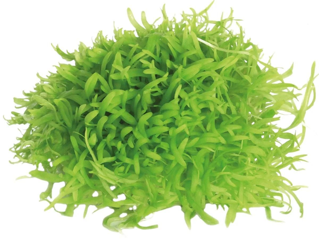 Easygrow Utricularia Graminifolia 8715897322839