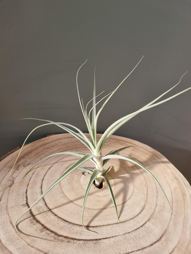 Tillandsia Capricorn (caerulea x straminea)