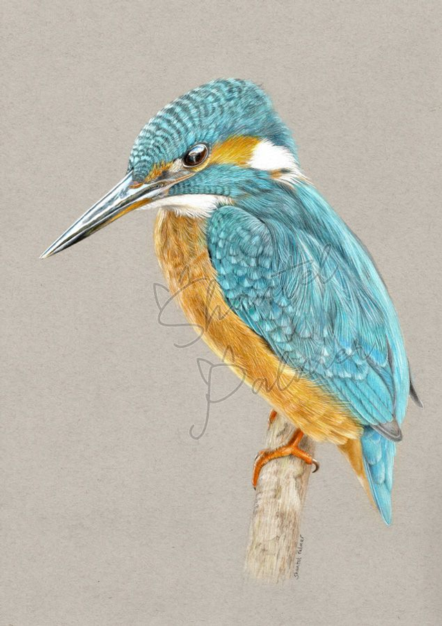 Kingfisher 