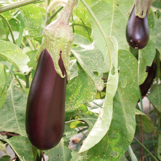 Aubergine de Barbentane