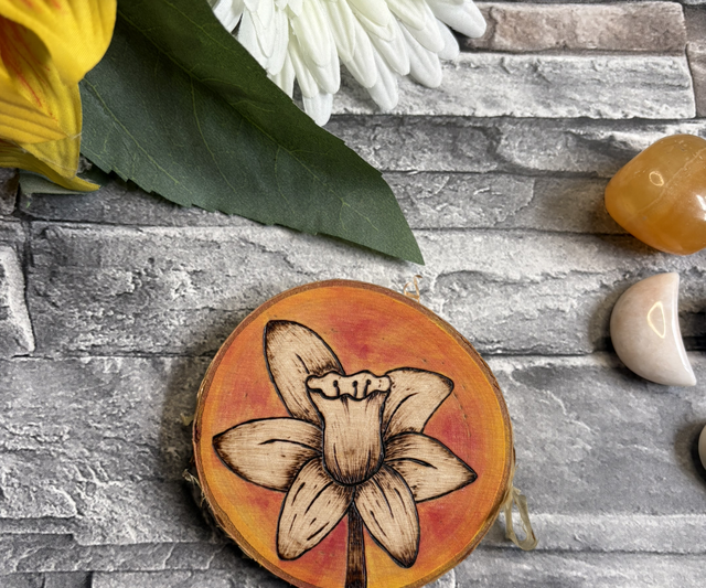 Daffodil in bloom, orange background 