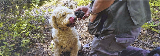 Truffle hunting