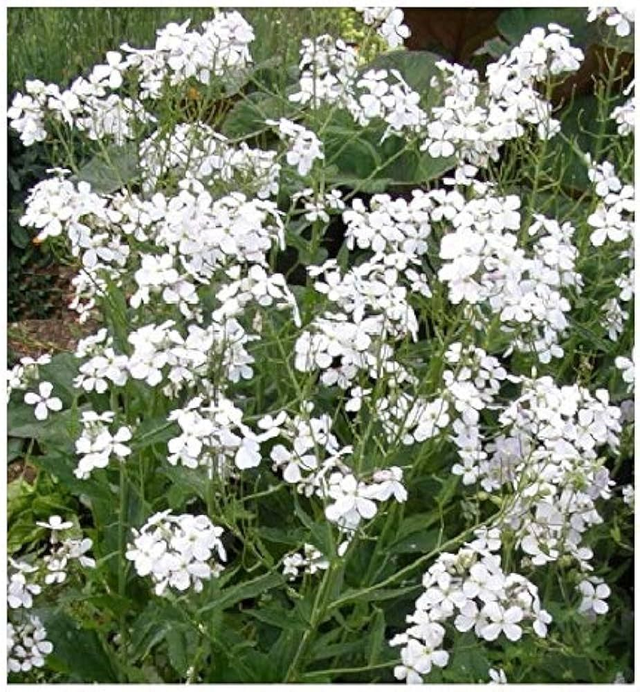 Hesperis matronalis Alba 1L