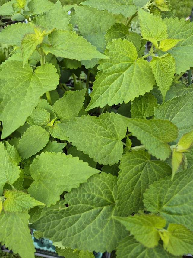 Agastache fenouil