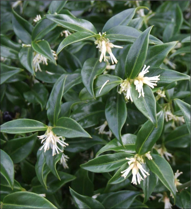 Sarcococca hookeriana - Christmas box - 1ltr pot