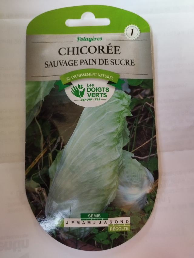 Chicorée Sauvage pain de sucre