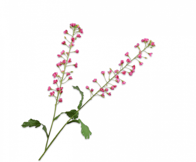 Silk-Ka Primula tak beauty