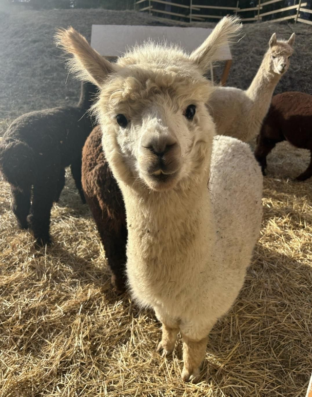 Eväskori nuotiolla, alpakoiden seurassa. 1h/2henkilöä. 