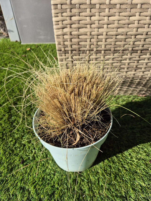 Stipa ponytails pot 2L (cheveux d'ange)