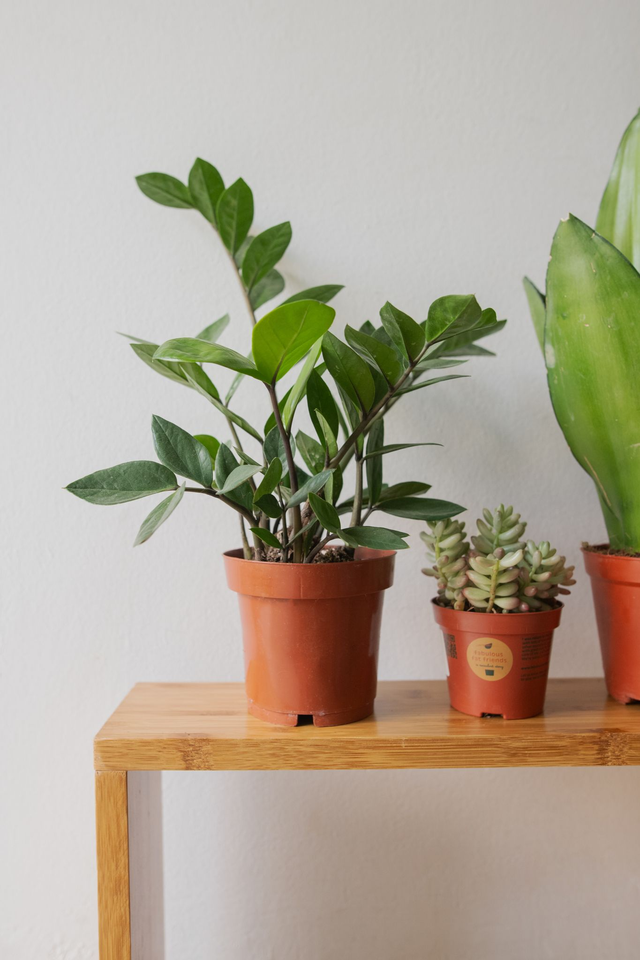 Kit du Jardinier flemmard - Mood Kit 🌱