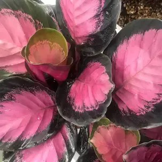 Calathea Roseopicta Chrimson (store collection only at checkout)